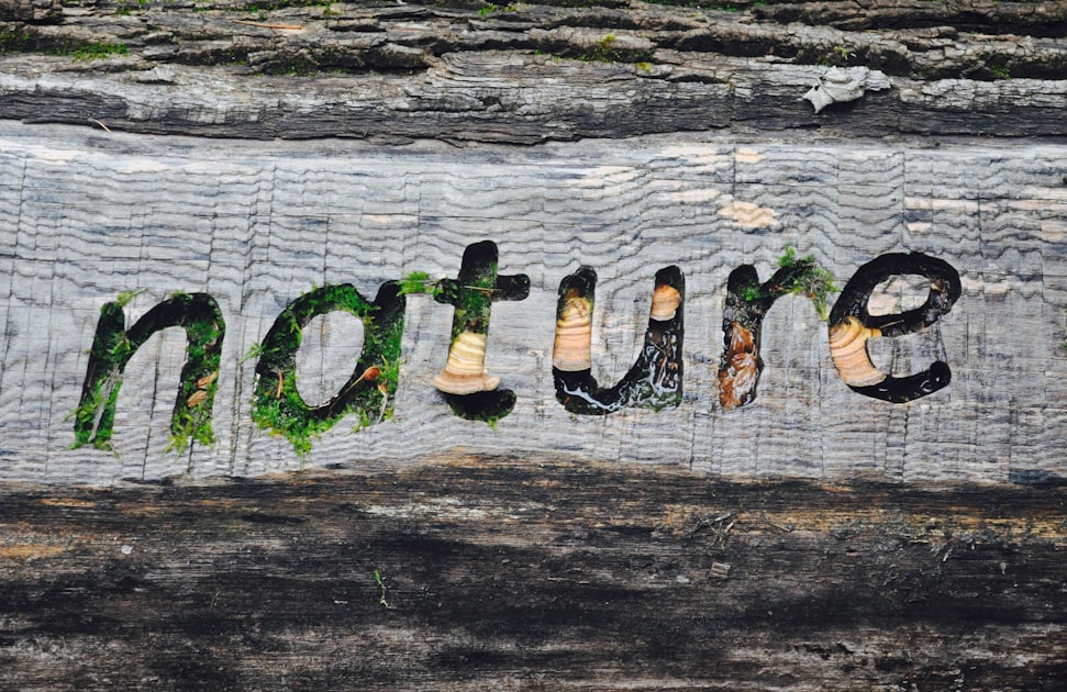 Tree Care: Keeping Your Trees Healthy